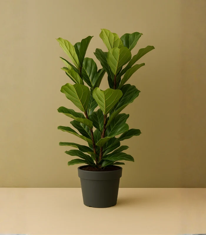 Ficus Lyrata (Keman Yapraklı Kauçuk) - Görsel 1