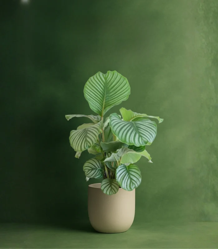 Dua Çiçeği (Kalatya Orbifolia - Calathea Orbifolia) - Görsel 1